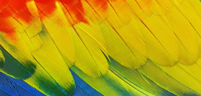 colorful feathers.