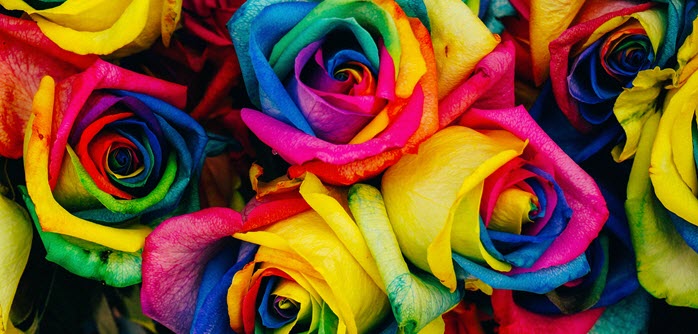 colorful flowers.